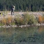 Flathead Lake Biological Station researchers Erin Sexton (right) and Chris Sergeant watch spawning salmon in a groundwater channel of the mine-impacted Tulsequah River in British Columbia. (Courtesy Photo / Jonathan Moore, Simon Fraser University)