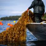 Courtesy Photos / Bethany Goodrich
Mariculture is an industry with potential to develop in ways that align with the unique seasonal rhythms, priorities, and workforce of Alaska. Photo of Seagrove Kelp Co. on Prince of Wales.