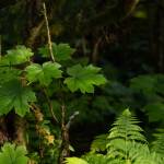 Like the forest that surrounds us, Southeast Alaskas economy is complex, multilayered, and interconnected. (Courtesy Photo /Bethany Goodrich)
