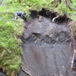 From left, Ben Gaglioti and Dan Mann check an exposed section of ground for clues to past landscapes on the outer coast of Glacier Bay National Park. (Courtesy Photo / Ned Rozell)