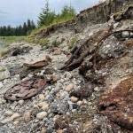 Rusted debris from oil cans and other waste on the riverbank of the Eagle River as erosion exposes more debris from roadbuilding infrastructure buried decades. (Michael S. Lockett / Juneau Empire)