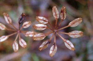 The whorl of seed-bearing follicles of fern-leaf goldthread is more robust, but similar in form to that of three-leaf goldthread. (Courtesy Photo / Bob Armstrong)
