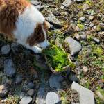 Oscar sniffs the sea lettuce on the beach in Wrangell. . (Vivian Faith Prescott / For the Capital City Weekly)
