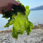 Sea lettuce in the raw in Wrangell. (Vivian Faith Prescott / For the Capital City Weekly)