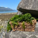 Sea lettuce harvested on beach in Wrangell.