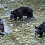 Three 2-year-old black bear cubs look hunt spawning sockeye salmon in Steep Creek at the Mendenhall Glacier Visitor Center on Thursday, August 16, 2018. (Michael Penn / Juneau Empire File)