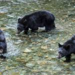 Three 2-year-old black bear cubs look hunt spawning sockeye salmon in Steep Creek at the Mendenhall Glacier Visitor Center on Thursday, August 16, 2018. (Michael Penn / Juneau Empire File)