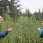 A hiker gets a closer look as some of the foliage that covers the wetlands of the Montana Creek conservation property. (Clarise Larson / Juneau Empire)