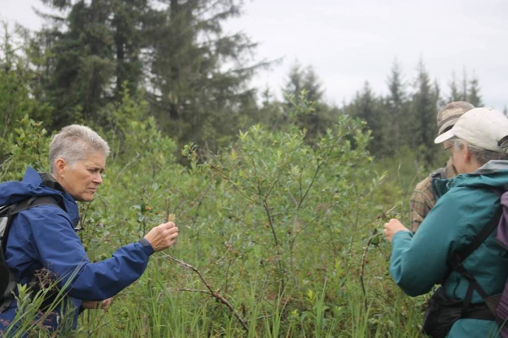 A hiker gets a closer look as some of the foliage that covers the wetlands of the Montana Creek conservation property. (Clarise Larson / Juneau Empire)