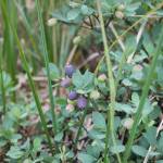 Ripening blueberries fill the bushes throughout the hike led by two Discovery Southeast naturalists on the Montana Creek conservation property. (Clarise Larson / Juneau Empire)