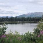 Wild irises grow near Skagway in this July 14 photo. (Courtesy Photo / William Harrold)