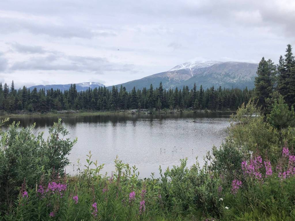 Wild irises grow near Skagway in this July 14 photo. (Courtesy Photo / William Harrold)