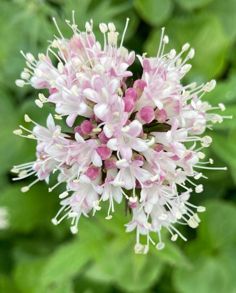 This photo shows fragrant Sitka valerian at Eaglecrest. (Courtesy Photo / Deborah Rudis)