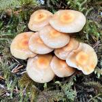 This photo was taken on July 9 near Tolch Rock. (Courtesy Photo / Deana Barajas)