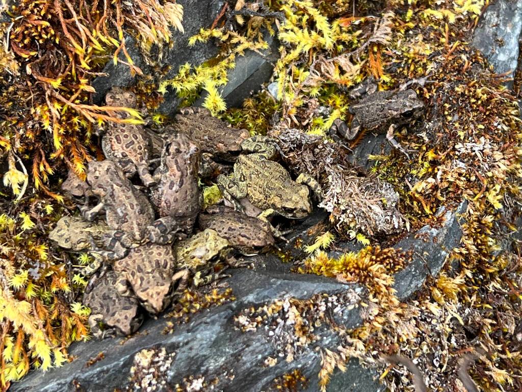 This photo was taken July 16 along Fish Creek Trail. (Courtesy Photo / Deana Barajas)