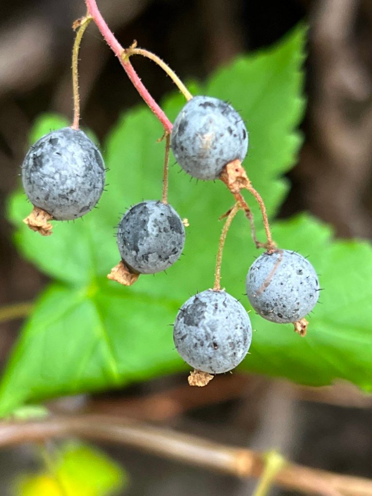 This July 23 photo shows stink currants growing along the Camping Cove Trail. (Courtesy Photo / Deana Barajas)