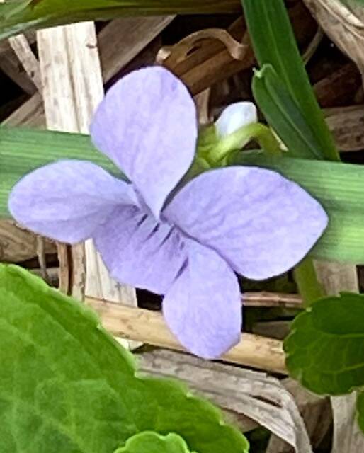 Sweet violets, sweeter than all of the roses… seen on Black Bear Road on July 6. (Courtesy Photo / Denise Carroll)