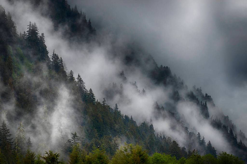 Misty rainforest in Juneau this week. (Courtesy Photo / Kenneth Gill, gillfoto)
