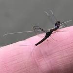 Courtesy Photo / KMHocker photo 
Recently emerged mayflies landed on our caps and hands, perhaps resting from the rigors of courtship dances.