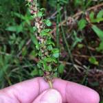 Courtesy Photo / KMHocker 
New plantlets of bistort often sprout while the bulbil is still on the parent plant; they fall off eventually