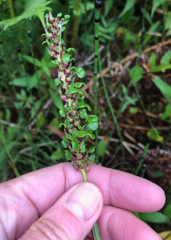 Courtesy Photo / KMHocker 
New plantlets of bistort often sprout while the bulbil is still on the parent plant; they fall off eventually