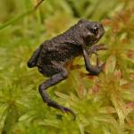 Courtesy Photo / Bob Armstrong 
A new toadlet of the boreal or western toad makes its way over the moss.