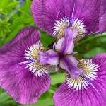 Wild iris (Iris setosa) comes in a variety of shades, from the usual purple to pale lavender or reddish. (Courtesy Photo / Denise Carroll)