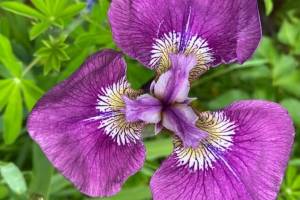 Wild iris (Iris setosa) comes in a variety of shades, from the usual purple to pale lavender or reddish. (Courtesy Photo / Denise Carroll)