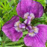 Wild iris (Iris setosa) comes in a variety of shades, from the usual purple to pale lavender or reddish. (Courtesy Photo / Denise Carroll)