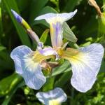 Wild iris (Iris setosa) comes in a variety of shades, from the usual purple to pale lavender or reddish. (Courtesy Photo / Deana Barajas)