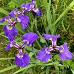 Wild iris (Iris setosa) comes in a variety of shades, from the usual purple to pale lavender or reddish. (Courtesy Photo / Denise Carroll)