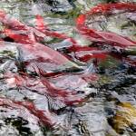 Red salmon gather at a Gulkana Hatchery fish weir that prevents them from going upstream on the east fork of the Gulkana River.(Courtesy Photo/ Ned Rozell)