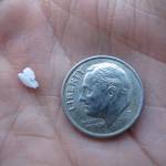 The otolith bone of a red salmon compared to a dime. (Courtesy Photo/ Ned Rozell)