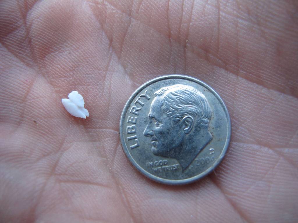 The otolith bone of a red salmon compared to a dime. (Courtesy Photo/ Ned Rozell)