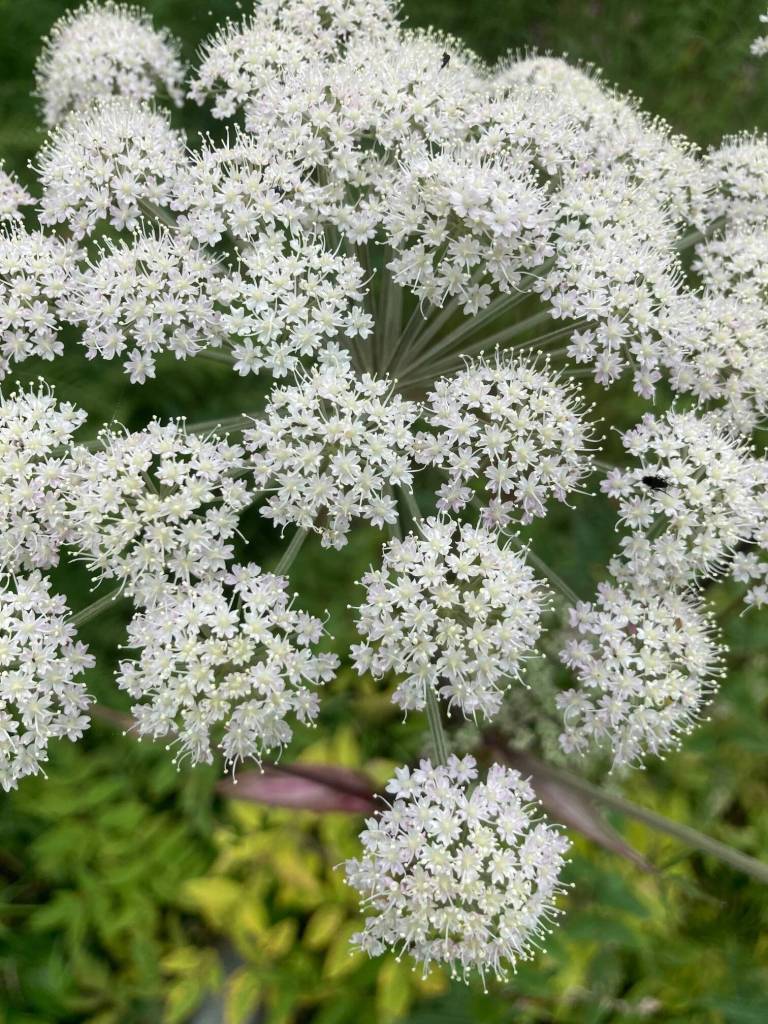 This photo shows Angelica flower head. (Courtesy Photo / Deborah Rudis)