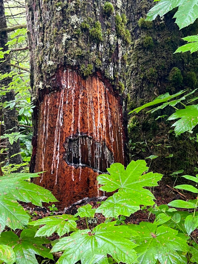 This eye was chewed into a tree by a porcupine last year. (Courtesy Photo / Deana Barajas)
