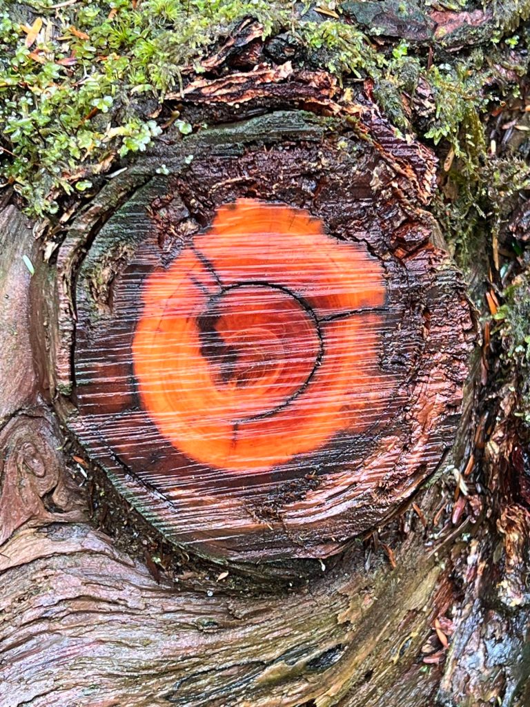 This photo was taken along the Kayakers Beach Trail in late July. (Courtesy Photo / Deana Barajas)