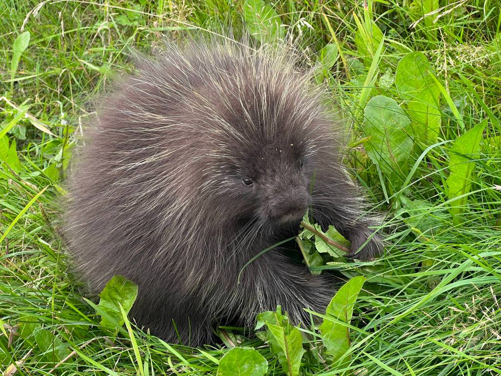  It was a great day for a walk and a nibble on some greens for this cute little porcupine, writes Deana Barajas of this Aug. 9 photo. (Courtesy Photo / Deana Barajas)