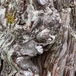 Monkshood grows in abundance along many Juneau trails. (Courtesy Photo / Denise Carroll)