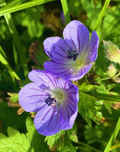 Wild geraniums abound on Mount Roberts on Aug. 11. (Courtesy Photo / Denise Carroll)