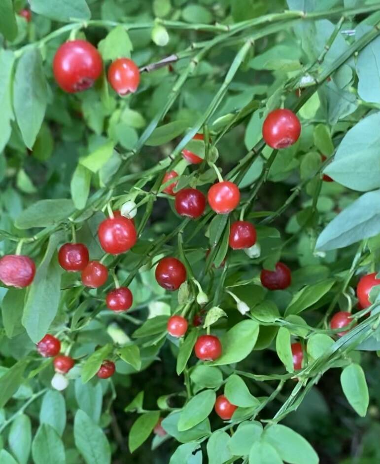 Shiny high bush cranberries on North Tee Harbor Trail. (Courtesy Photo / Denise Carroll)