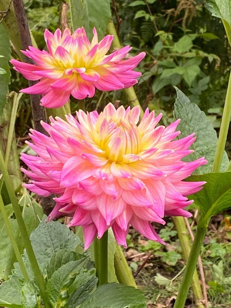 Dahlias seen in a Glacier Avenue garden. (Courtesy Photo / Denise Carroll)