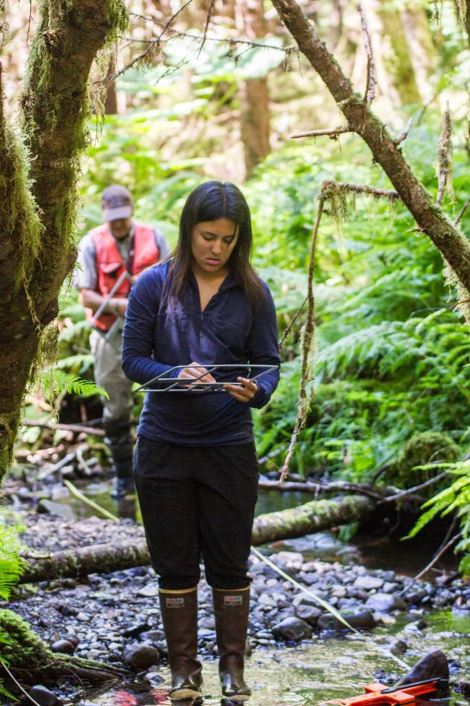 AYS student Allison Mills measures the size of sediments deposited in a tributary of Staney Creek as a part of the AYS crews work monitoring stream health with the U.S. Forest Service. (Courtesy Photo / Reuben Schafir)
