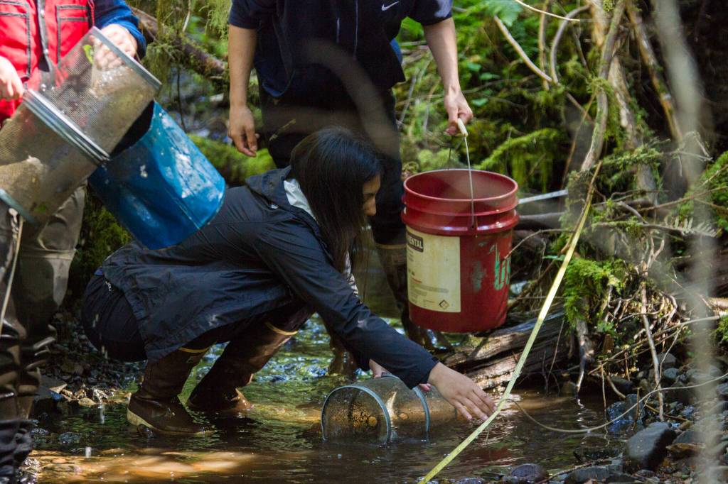 AYS student Allison Mills collects juvenile salmon and trout species from a minnow trap as a part of the AYS crews work with the U.S. Forest Service monitoring streams ability to nurture fish. (Courtesy Photo / Reuben Schafir)