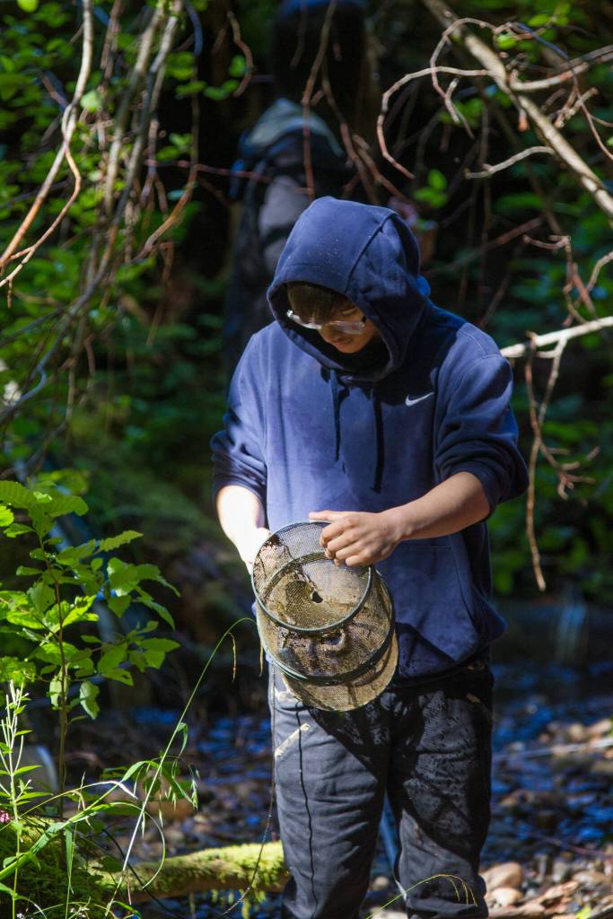 AYS student Ricardo Sanchez collects juvenile salmon and trout species from a minnow trap as a part of the AYS crews work with the U.S. Forest Service monitoring streams ability to nurture fish. (Courtesy Photo / Reuben Schafir)