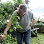 Terry Kennedy, who co-owns a guest cabin in Tenakee Springs with her husband, inspects a blueberry bush she bought with a federal food insecurity grant. In addition to supplying food for herself and other residents in a town with increasingly few options, Kennedy said shes hoping to make growing some of her plants an educational activity for the handful of school-age children still living there. (Mark Sabbatini / Juneau Empire)