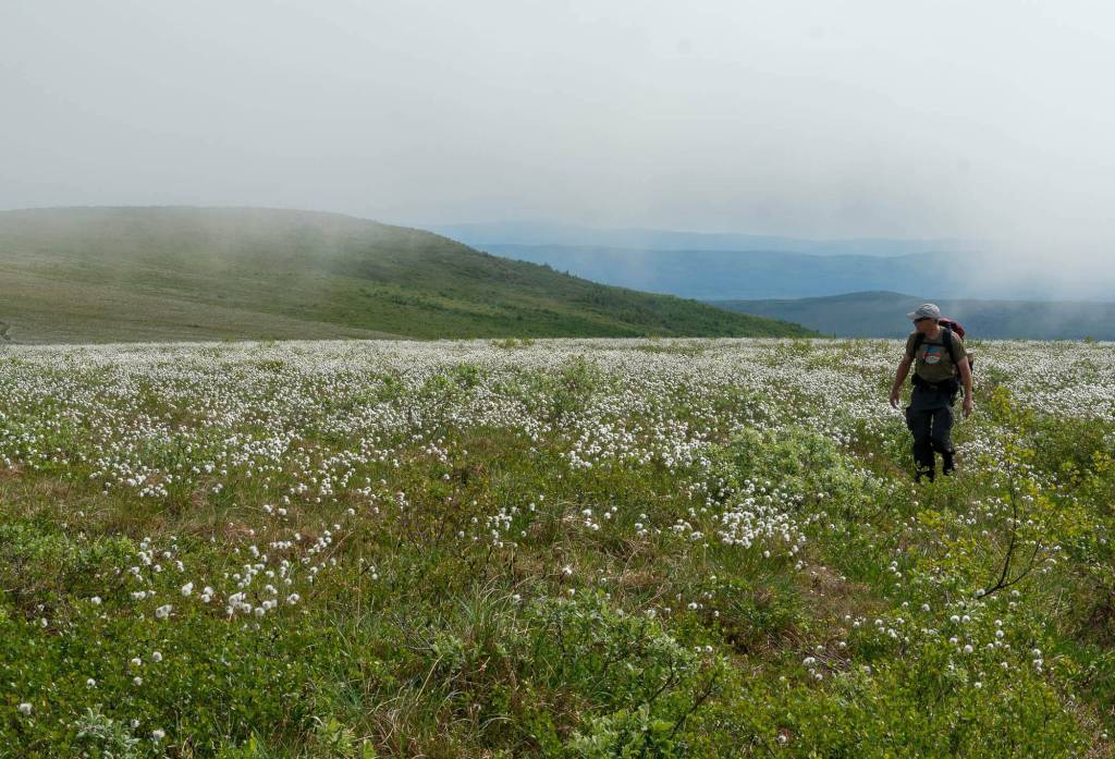 Alaska cotton refers to several species of cotton grass that grow in Alaskas boggy areas, like the one Ned Rozell walks through here. (Courtesy Photo / Jay Cable)