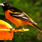 A northern oriole used dietary carotenoids to make its feathers bright orange. (Courtesy Photo / J. S. Willson)