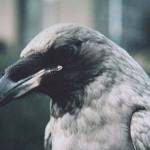 Courtesy Photo / Mark Schwan 
Gray plumage of this raven indicates a failure of melanin synthesis, probably early in development.