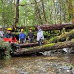 From left to right, Quinn Aboudara of Klawock Indigenous Stewards Forest Partnership, Rick Jackson of Keex Kwáan, Kelsey Dean of the Southeast Alaska Watershed Coalition, Cody Ellison of the Klawock partnership, and Kaagwaan Eesh Manuel Rose-Bell of Keex Kwáan pose at a recently completed stream structure. For thousands of years, old growth trees and branches fell into what is now Seven Mile Creek. When it was clear-cut logged in 1987, the stream habitat was drastically simplified, to the detriment of wild salmon and other fish. (Courtesy Photos / Mary Catharine Martin)